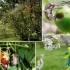 Ako liečiť záhradu z chorôb a škodcov na jar a leto